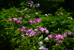 220619長居植物園18