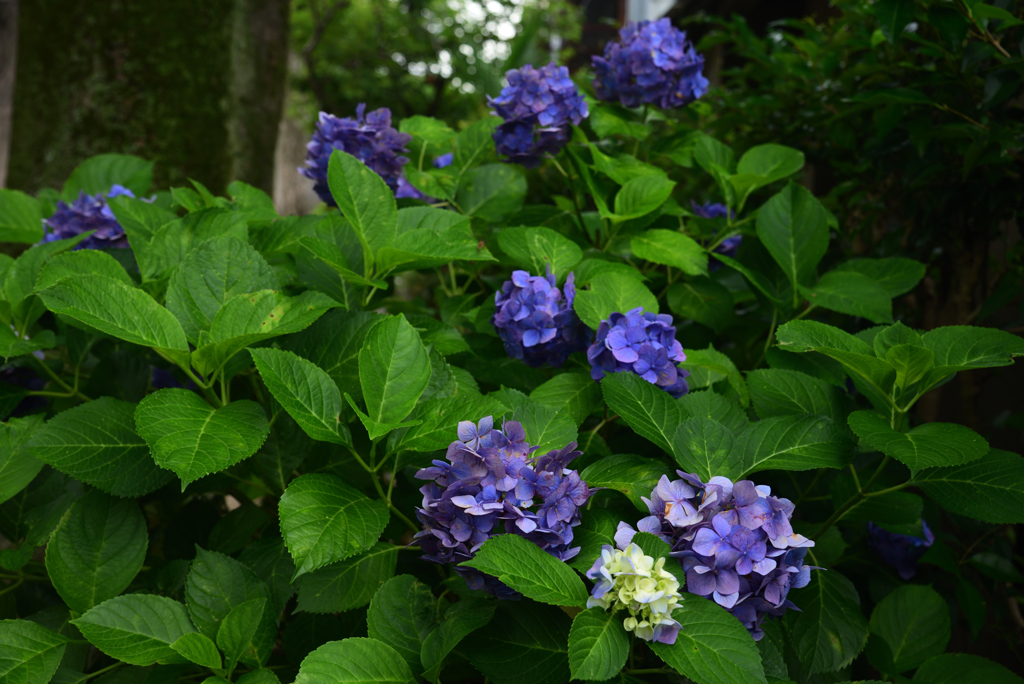 190628藤森神社31