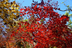 251207a京都植物園11