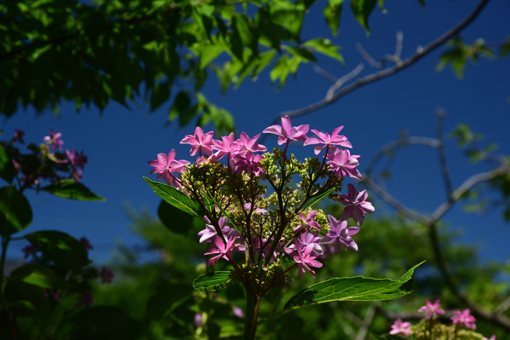 200607梅宮大社46