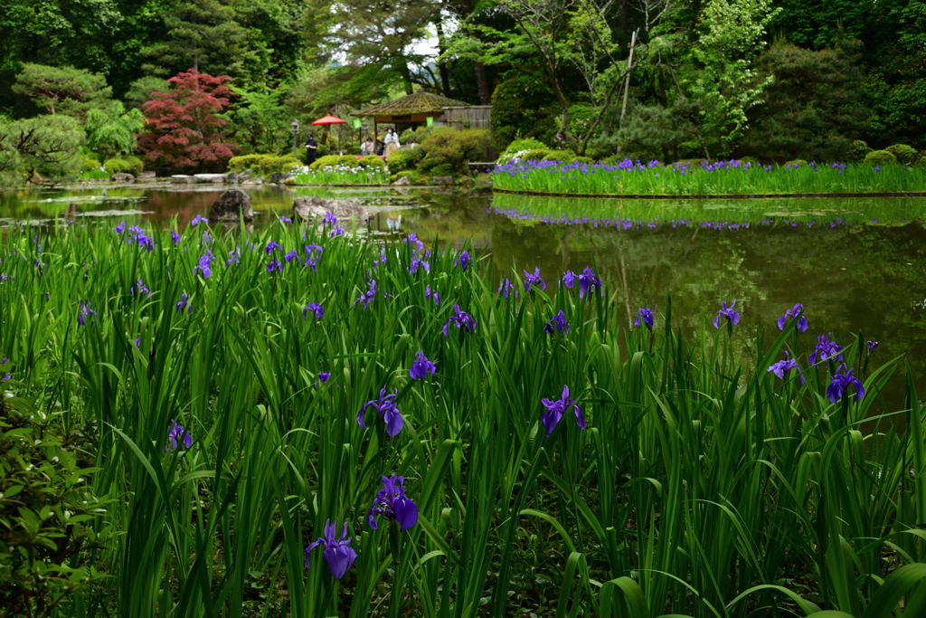220506平安神宮20