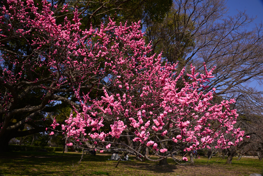 240316b京都御苑26