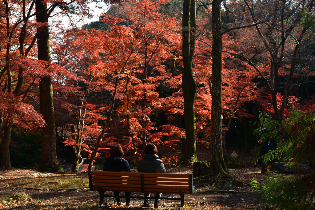 251207a京都植物園46