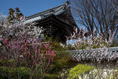 190305a梅宮大社56