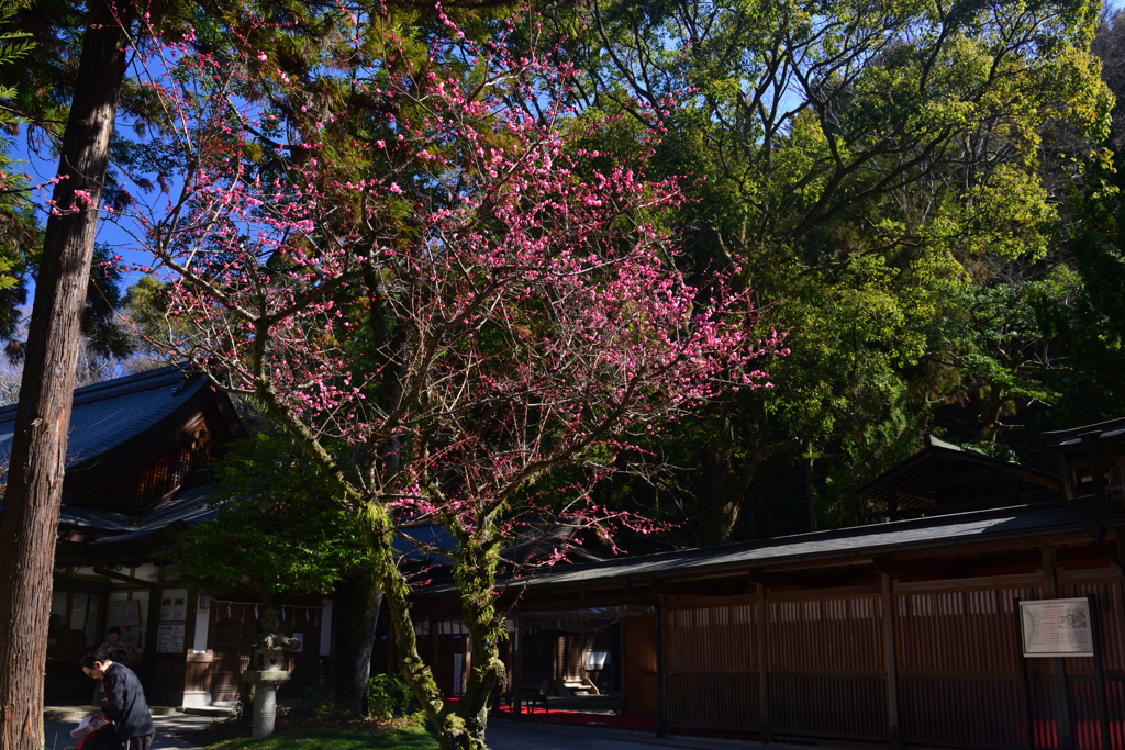 250310a枚岡神社03