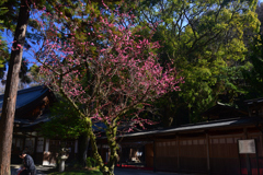 250310a枚岡神社03