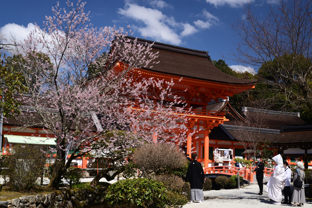 230322a上賀茂神社11