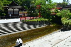 250513下鴨神社38