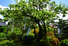 200718cおふさ観音23