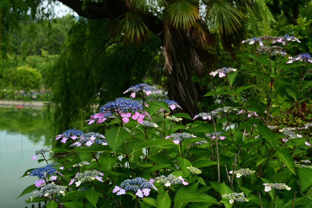 250607水月公園01