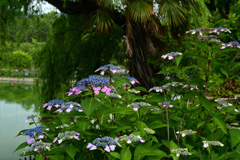 250607水月公園01