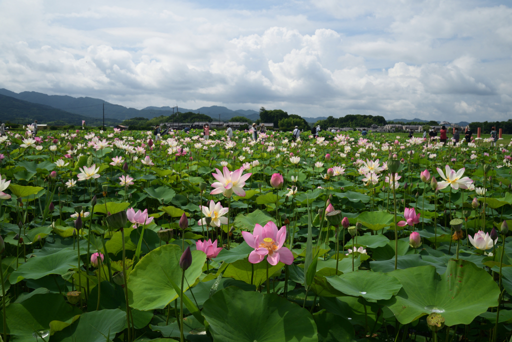 220720a藤原宮跡42