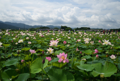 220720a藤原宮跡42