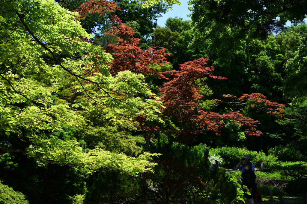 210601京都植物園22