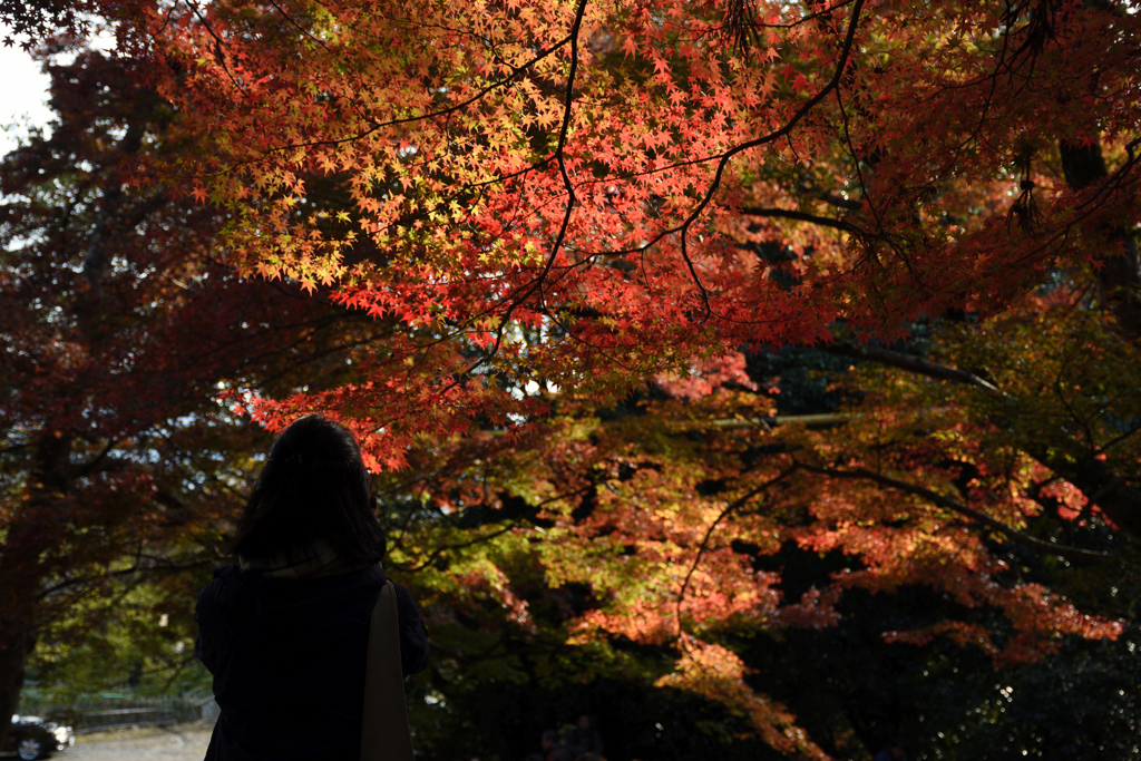 171117毘沙門堂36+