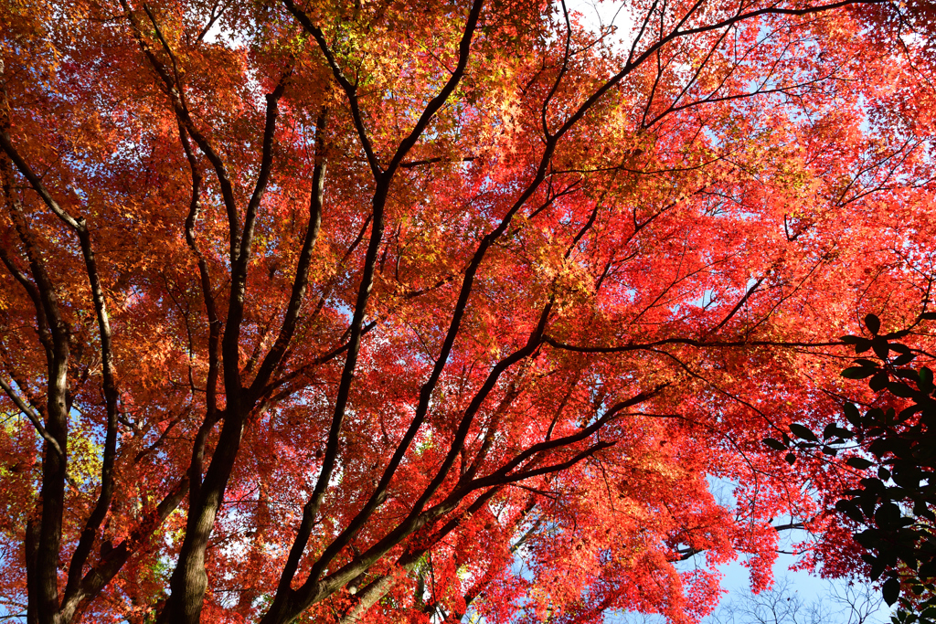 251128京都御苑35