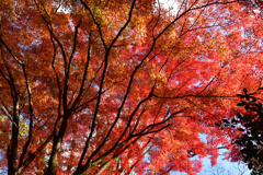 251128京都御苑35