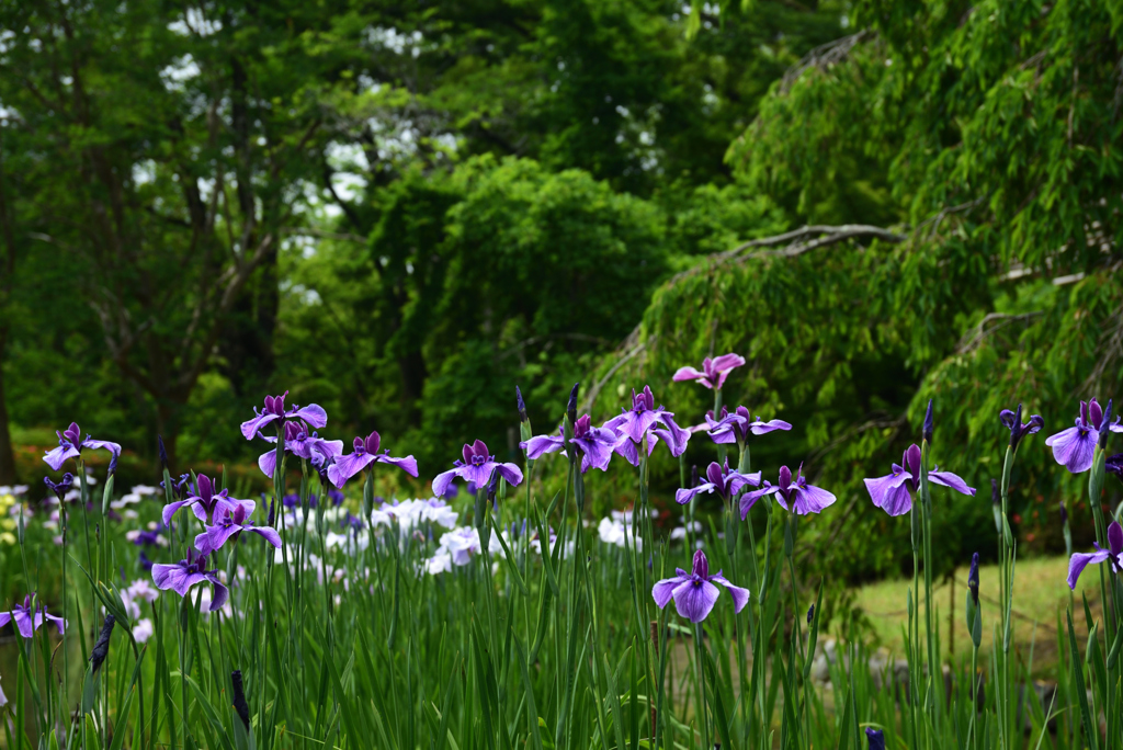 200604京都植物園18