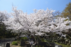 180331b長等公園13+