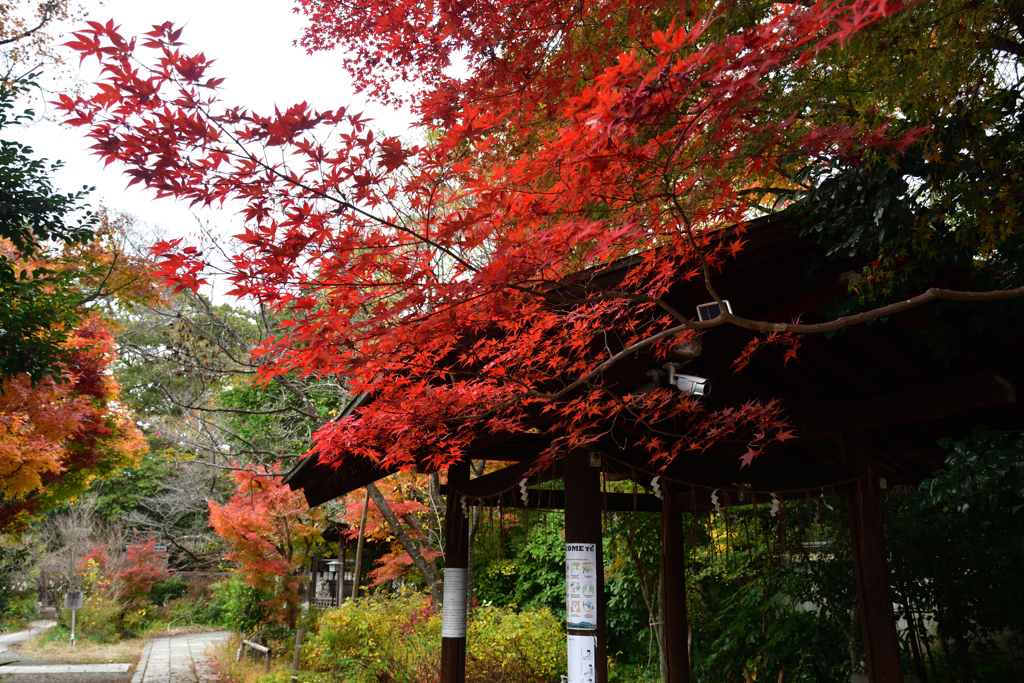 251128京都御苑05