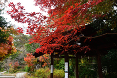 251128京都御苑05