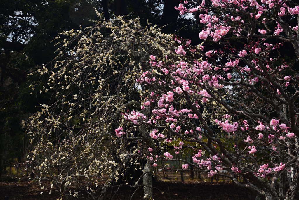190312b長岡天満宮23