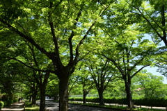 210601京都植物園01