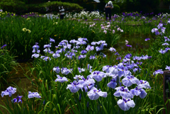 220610城北公園35東鑑