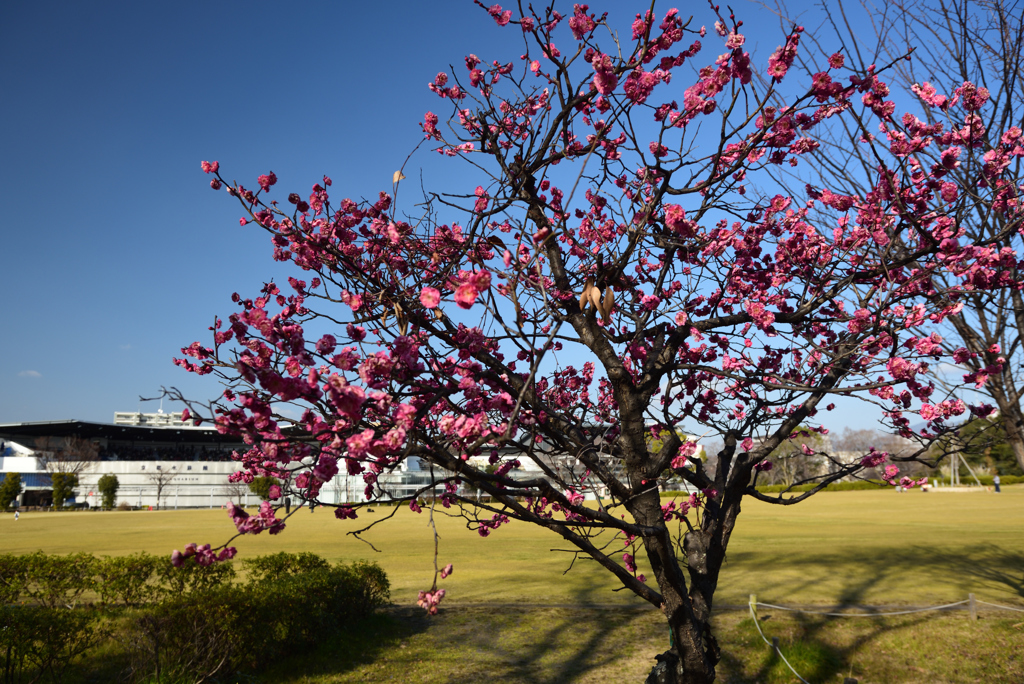 190205d梅小路公園14
