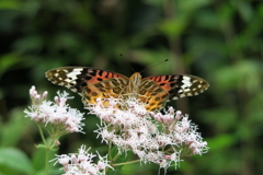 201003京都植物園12