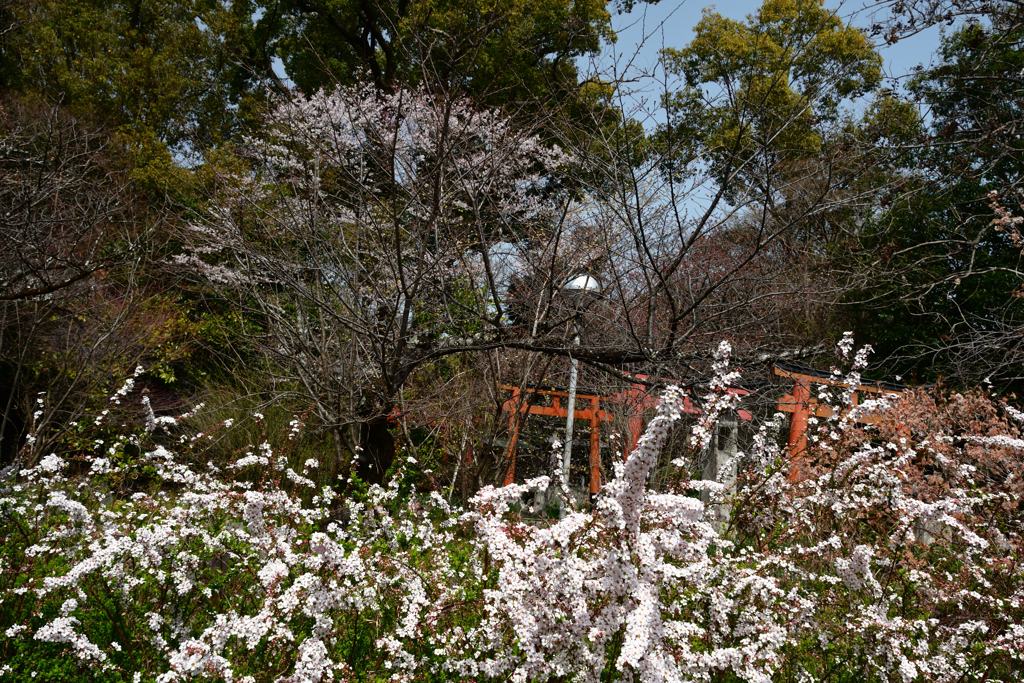 250325d平野神社25