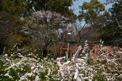 250325d平野神社25