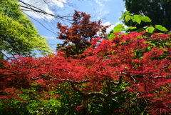 220609京都植物園13