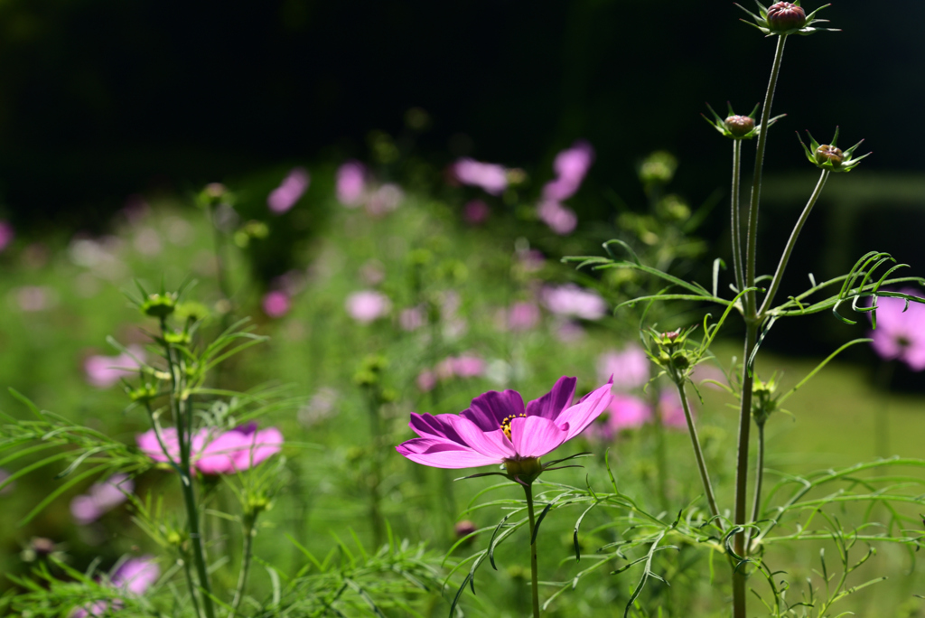 221015京都植物園21