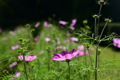 221015京都植物園21