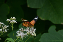 240929京都植物園45