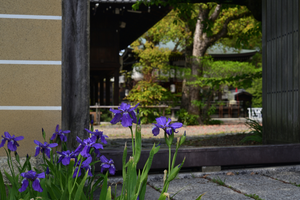 220419a上御霊神社12
