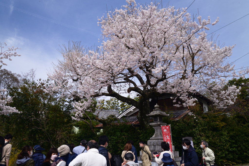 220402e哲学の道20