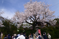 220402e哲学の道20