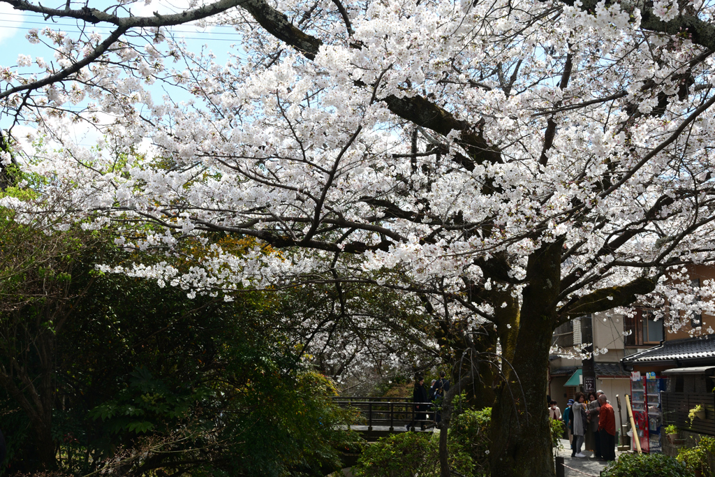 250403e哲学の道02