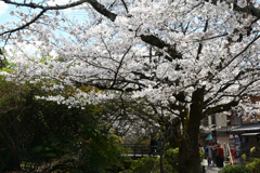 250403e哲学の道02