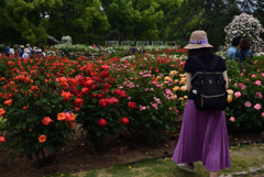 190519京都植物園52