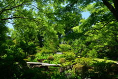 250605b大仙公園08