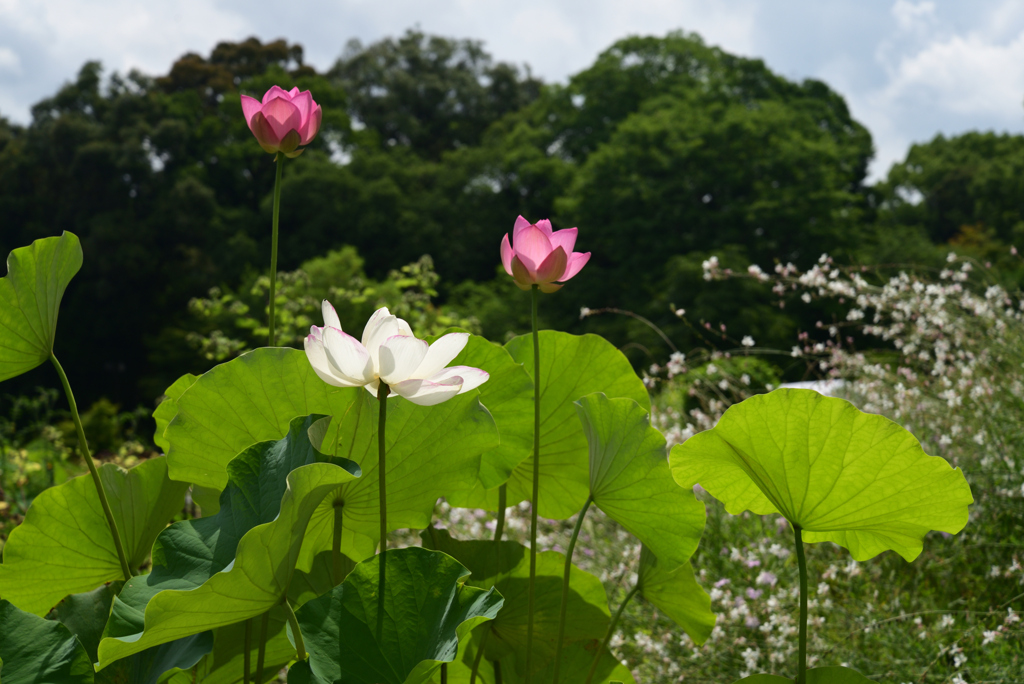 220711京都植物園38