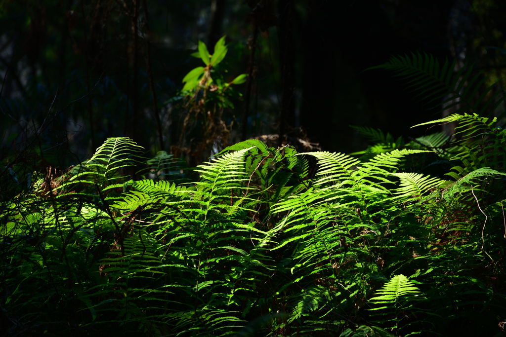 260117a京都植物園09