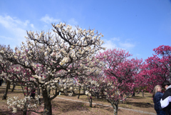 250307d梅小路公園02