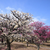 250307d梅小路公園02