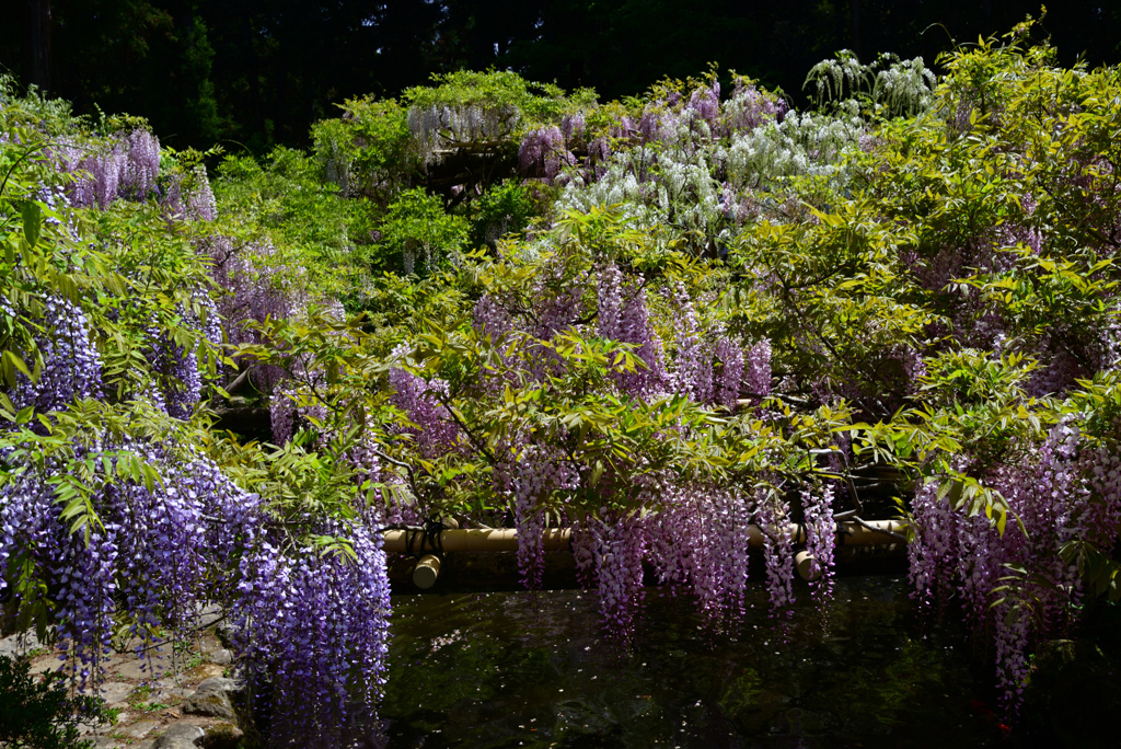 230423c萬葉植物園32