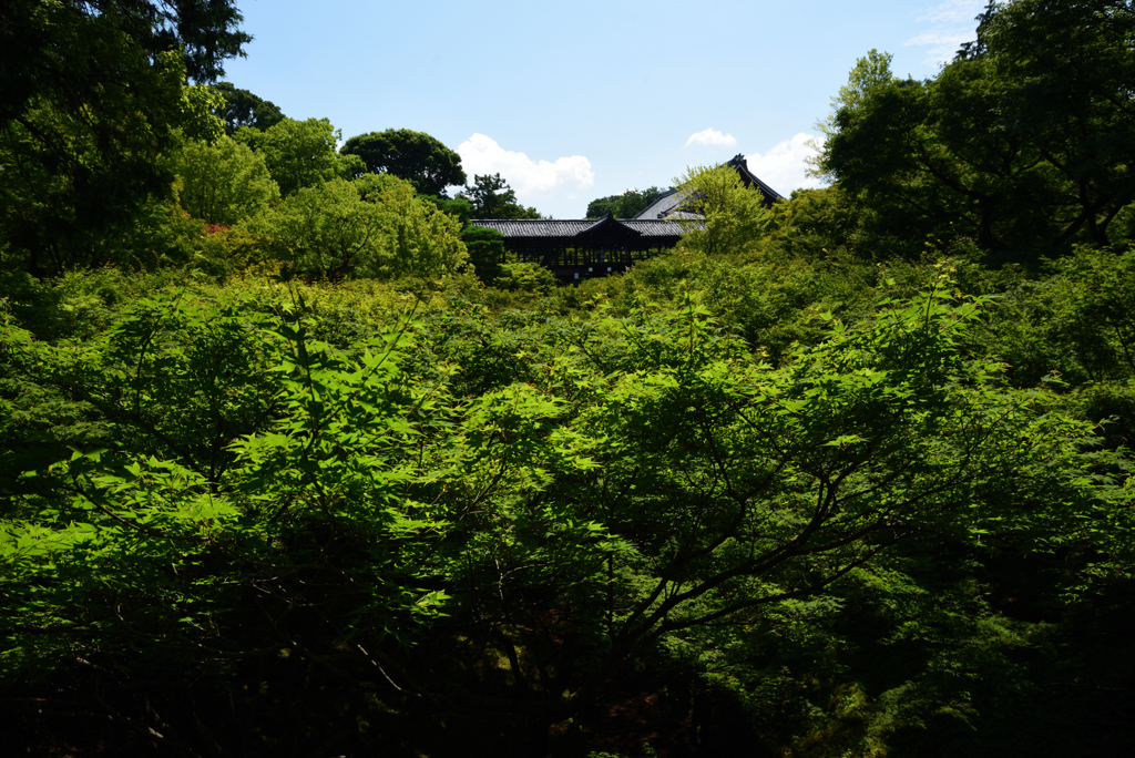 200719b東福寺14