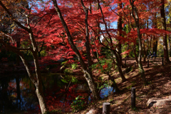 231202a京都植物園55